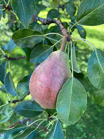 Perfect Pear