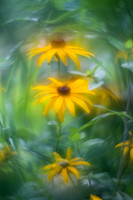 Flowers and Friends