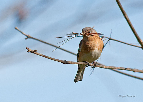 Bluebird with nesting materials
