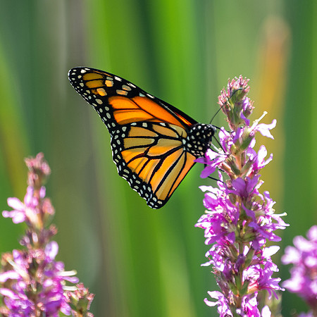 Study Nature, love nature, stay close to nature. It will never fail you. ~ Frank Lloyd Wright