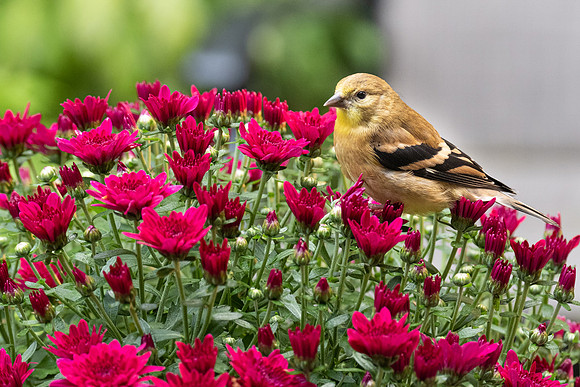 American Goldfinch