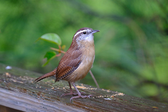 Carolina Wren