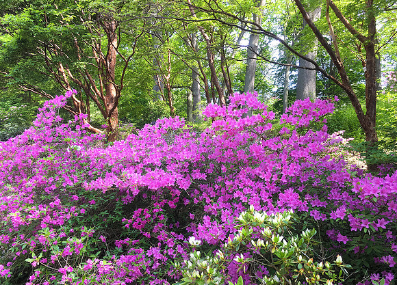 Highland Park, Rochester