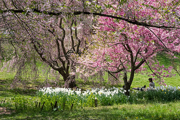 Highland Park, Rochester