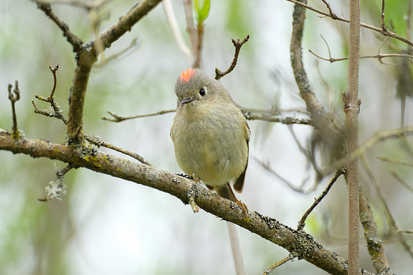 Ruby-crowned Kinglet