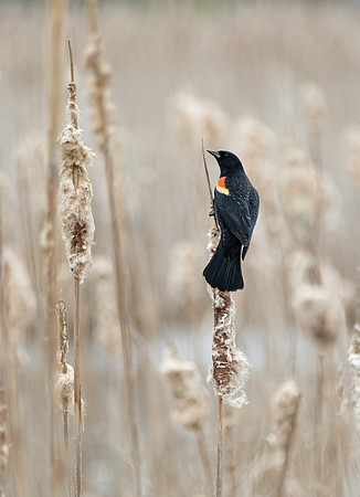 Red-winged Blackbird
