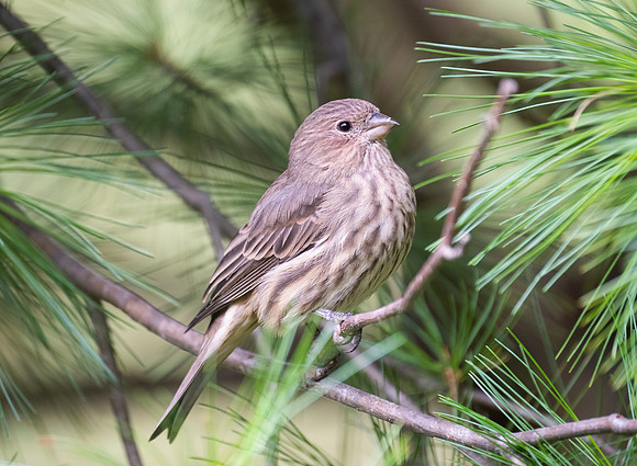 House finch, female