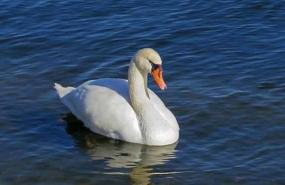 mute swan on Irondequoit Bay