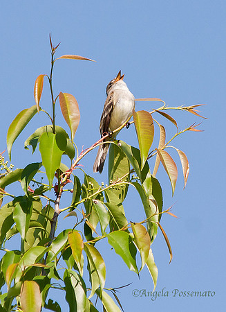 willow flycatcher