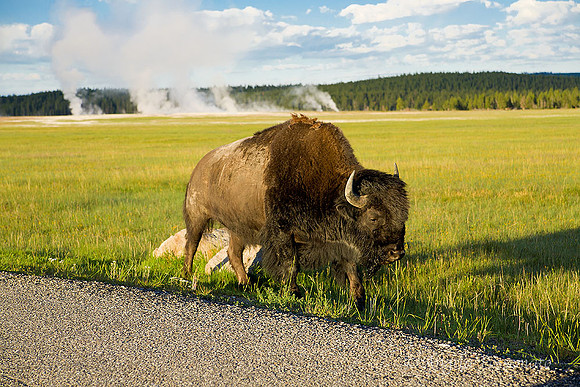 Bison grazing along the side of the road