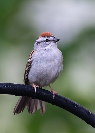 Chipping Sparrow