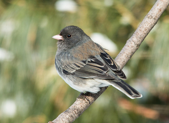dark eyed junco