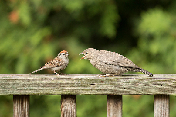 an adult Chipping Sparrow (L) and a hungry young cow bird (R)