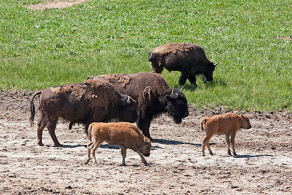 Bison herd