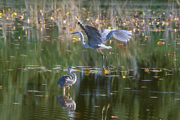heron
