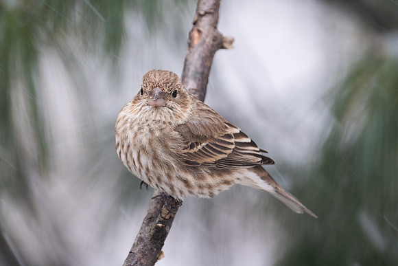 House Finch, female