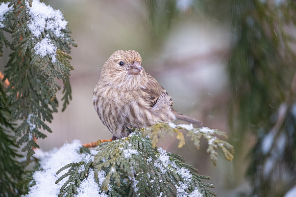 House finch, female
