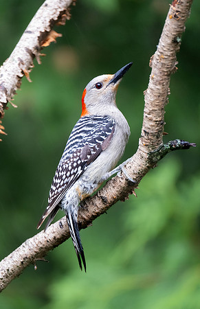 Red-bellied Woodpecker (female)