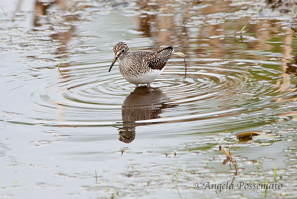 sandpiper