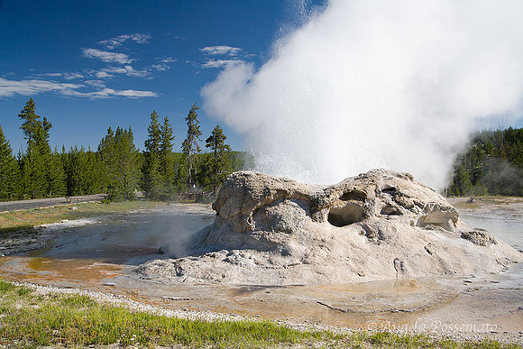 Grotto Geyser at Yellowstone
