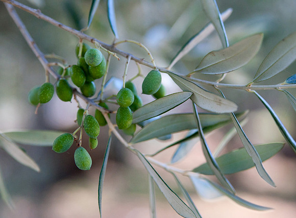 olives