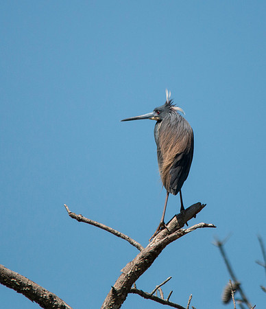 Tri-colored Heron