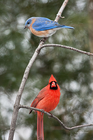 a once in a lifetime shot 3/4/12