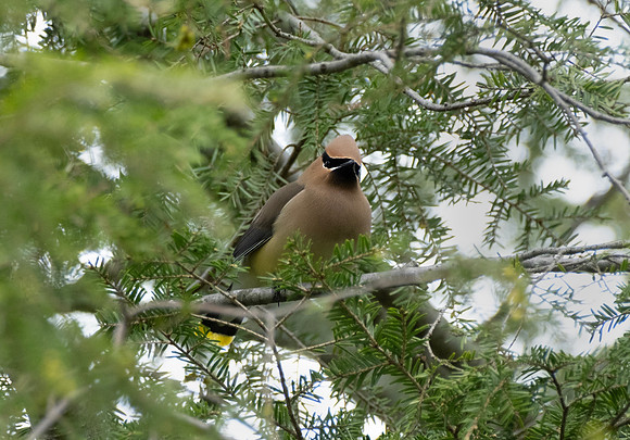 Cedar Waxwing