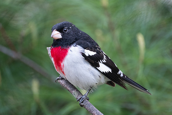 Rose-breasted Grosbeak, male