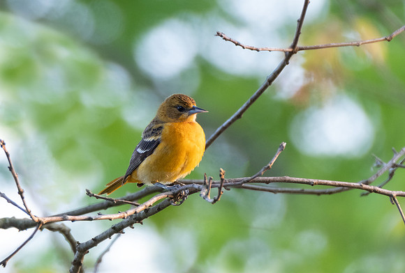Baltimore Oriole, female
