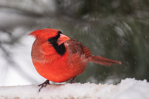 Northern Cardinal, male