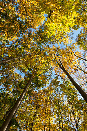 Trees are Earth's endless effort to speak to the listening heaven. ~ Rabindranath Tagore