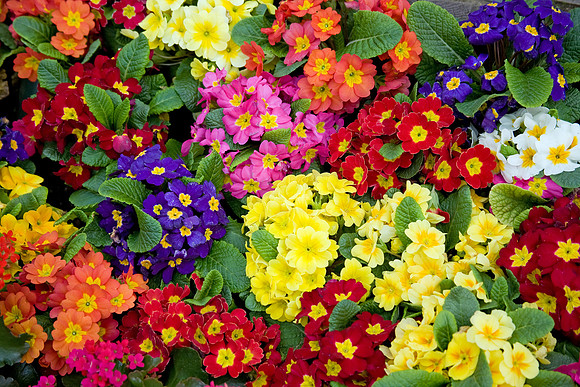 primroses