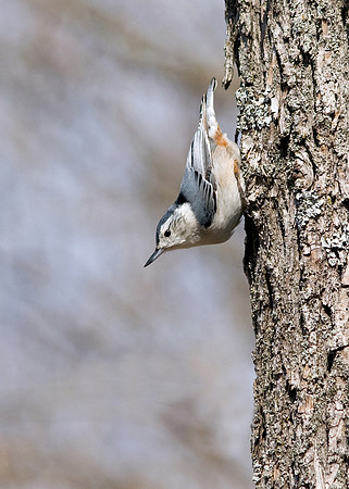 white-breasted nuthatch