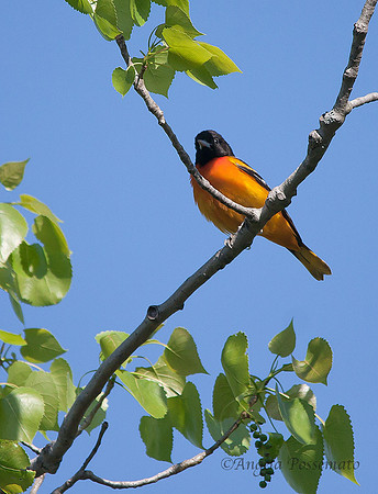 Baltimore oriole