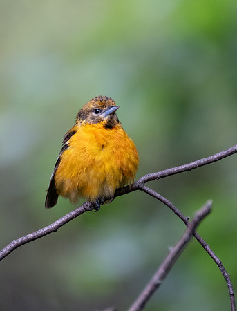 Juvenile Baltimore oriole