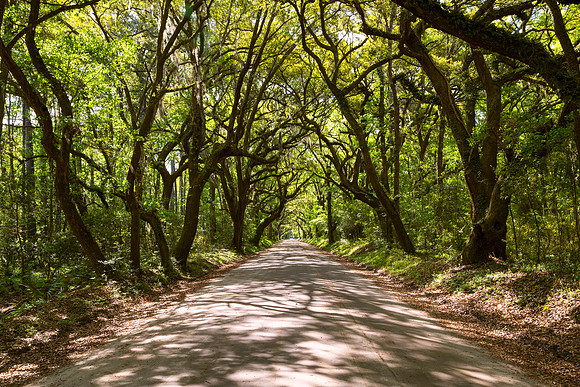 On the road to Botany Bay Plantation