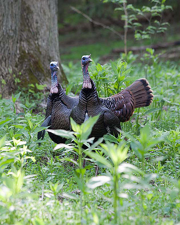 wild turkeys