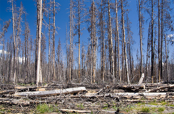 Evidence of a forest fire,