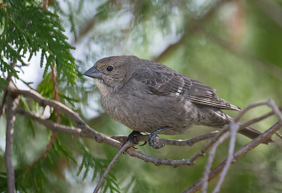 female brown-headed cowbird