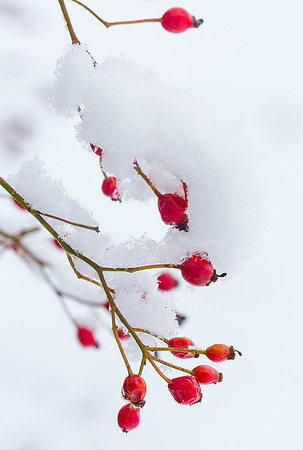 Berries in the snow