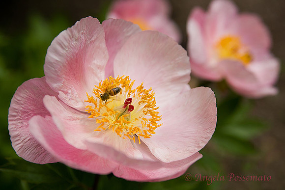 Peony at Linwood Garden