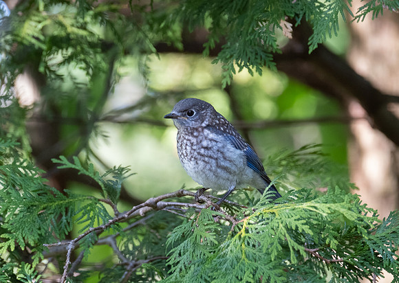 juvenile Eastern Bluebird