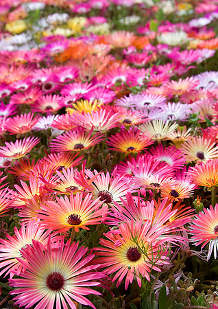 more ice flowers (love the color!)