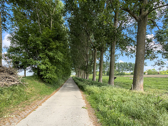 tree-lined street, Waterland-Oudeman
