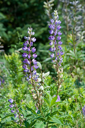 last of the Nova Scotia lupines for the season