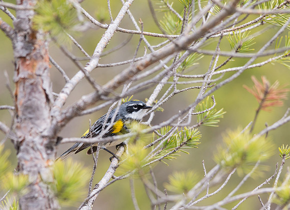 Yellow Rumped Warbler May 4, 2016
