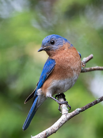 Eastern Bluebird, male