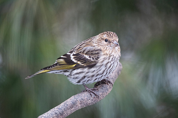 pine siskin