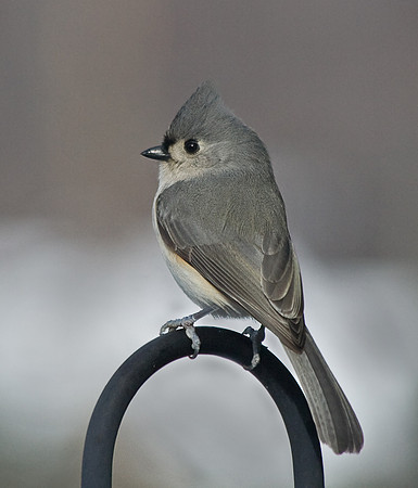 tufted titmouse 2